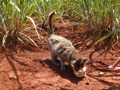 Animais