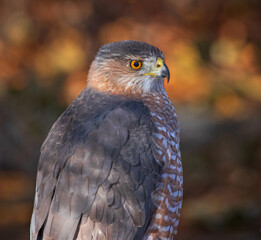 Obraz premium big cooper's hawk sitting in its natural environment