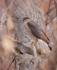 big cooper's hawk sitting in its natural environment