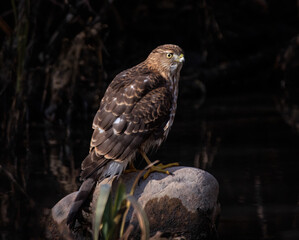 big cooper's hawk sitting in its natural environment