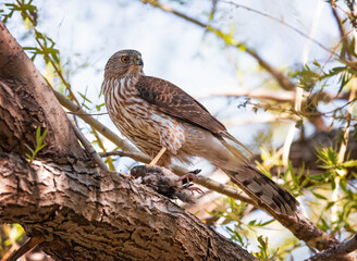 big cooper's hawk sitting in its natural environment