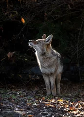 Foto op Canvas Beautiful photo of a wild coyote out in nature © annette shaff