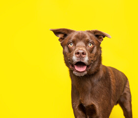 studio shot of a cute dog on an isolated background