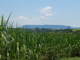 Obraz premium Campo - Ipeúna