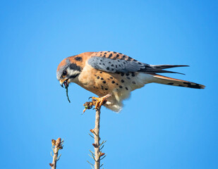 American kestrel eating a grub on a branch