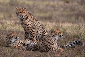 three cheetahs family in the wilds of africa