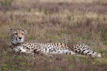 a cheetah lies in the wilderness of africa