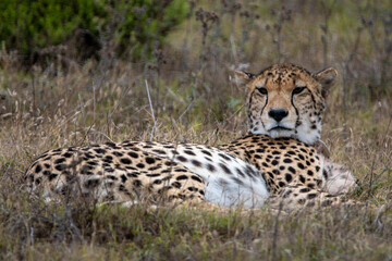 a cheetah lies in the wilderness of africa