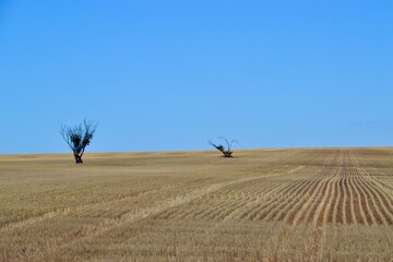 A field of wheat in massive expanse in the Mallee in Australia
