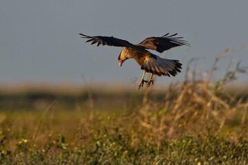 Crested Caracara flying over a field in search of dinner. Captured in a rural area of Southern Florida.
