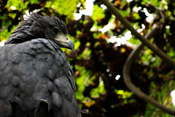 buteogallus solitarius, solitary eagle from the back looking in profile at the camera with negative space in nature background