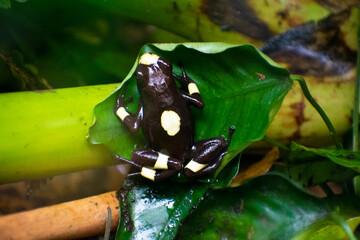Black frog with yellow spots perched on a leaf, endangered harlequin frog