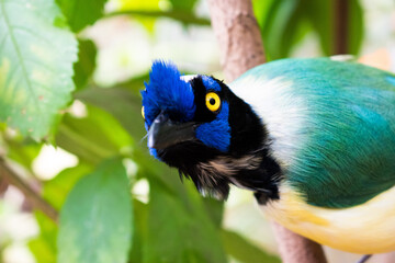 cyanocorax yncas familiar bird of the crows in colombia blue yellow and black looking at the camera in the foreground