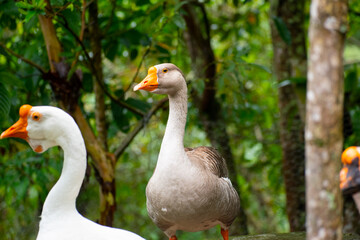yellow-billed white and gray geese in their natural habitat against a nature backdrop