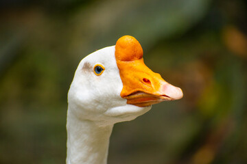 head of a goose with a yellow beak and blue eyes looking at the camera © Jonathan