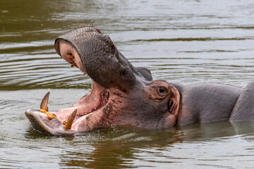 a hippopotamus with its mouth open showing its teeth in the water in africa