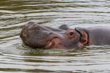 a hippopotamus swims in the water in africa