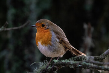 Robin in woodland