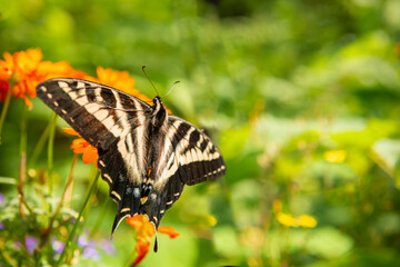 Butterfly in Spring