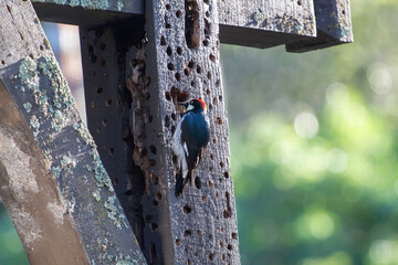 An Acorn Woodpecker doing its thing