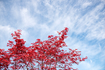 Spring leaves, blue sky