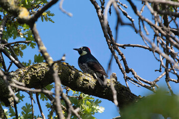 An Acorn Woodpecker doing its thing