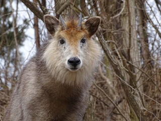 Fototapeta premium ニホンカモシカ