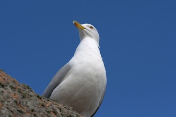 seagull on a rock in Brittany France