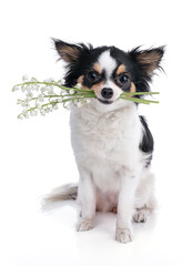 Chihuahua with sprigs of lily of the valley in its mouth