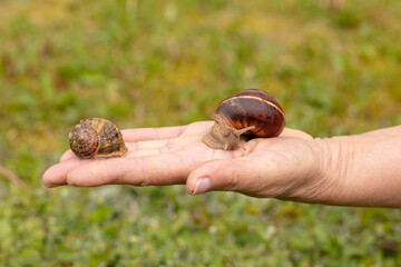 Burgundy snail (Helix pomatia) and small grey snail (Helix aspersa aspersa)