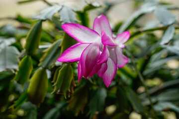 Beautiful pink and white bloom on a Thanksgiving cactus. Healthy houseplant.