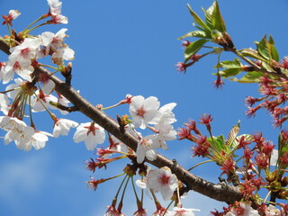 日本の花・桜