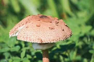 mushroom in the forest