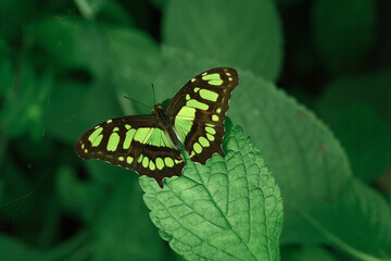 Green Shrimp Malachite butterfly perched on a leaf.