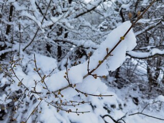 snow covered tree