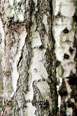 Borke am Stamm einer Hänge-Birke  (Betula pendula)