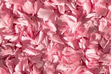Carpet of Pink Cherry Blossoms / Top view background of many cherry blossom petals (copy space)
