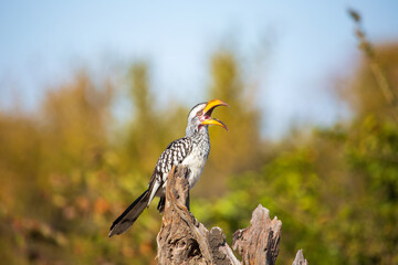 yellow billed hornbill (Tockus flavirostris) in the savannah, perched on a branch. Also known as Zazu from the Lion King movie. Hwange National Park, Zimbabwe Africa © Joanne