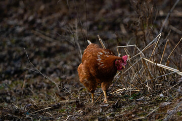 Cinnamon Queen Chicken in early Spring. Free range chicken. Pecking at the ground
