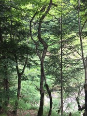 Fototapeta premium trees in the forest