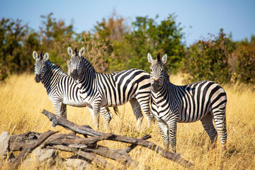 three wild zebra in the savannah, Hwange National Park, Zimbabwe Africa