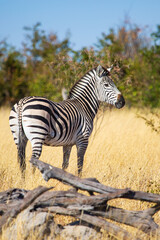 Rear view of a wild zebra in the savannah, Hwange National Park, Zimbabwe Africa © Joanne