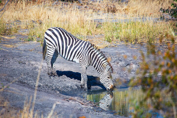 Fototapeta na wymiar wild zebra drinking water in the savannah, Hwange National Park, Zimbabwe Africa