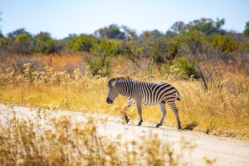 Fototapeta na wymiar A wild zebra crossing the road in the savannah, Hwange National Park, Zimbabwe Africa