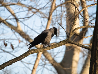 Black Carrion Crow