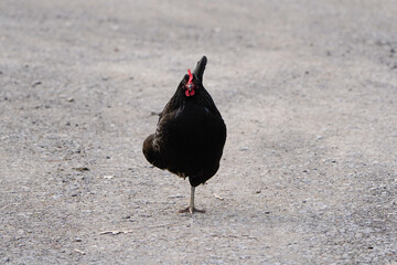 Australorp chicken standing on one leg on a gravel driveway. Bird is looking straight forward. Black chicken, free range.