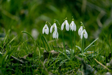 snowdrop flowers in the grass