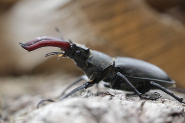 Macro Lucane Cerf-volant