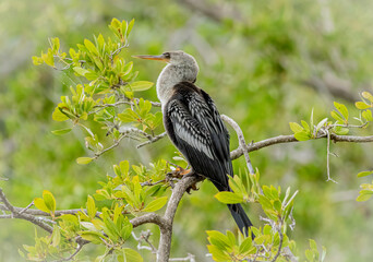 A juvenile anhinga sits in a mangrove tree overlooking the swamp 