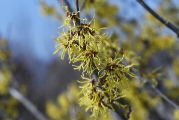 Japanese witch hazel (Hamalis japponica) flowers. Hamamelidaceae deciduous shrub. From February to...
